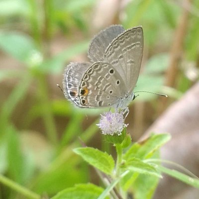 Euchrysops