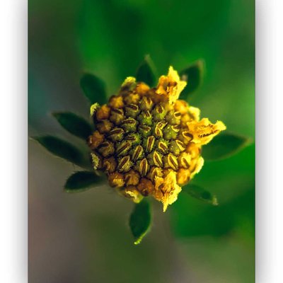 Bidens