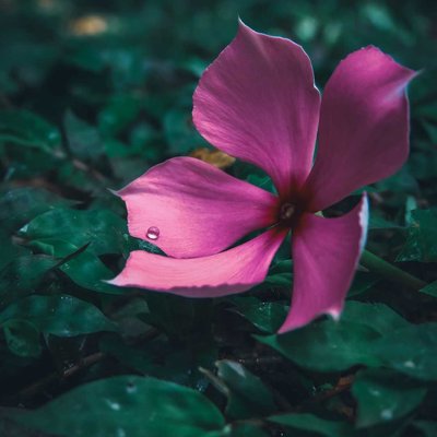 Pink Vinca flower