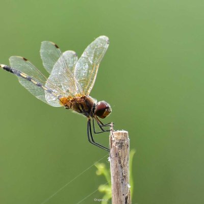 Green and clean dragonflies 
