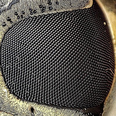 Eye closeup