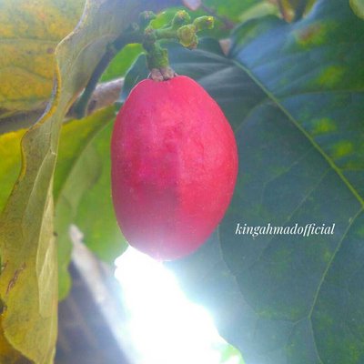 KACANG AMAZONE