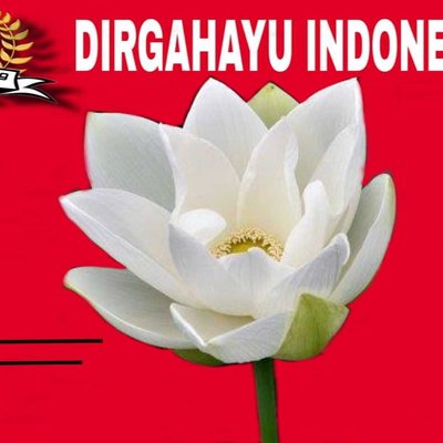 Teratai Putih
