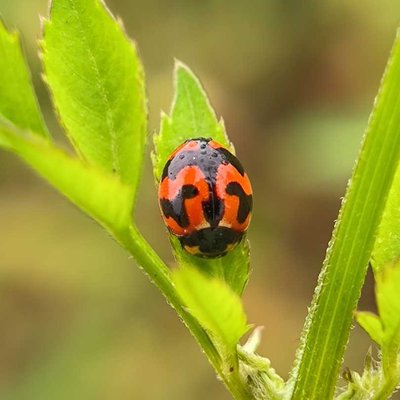 Ladybugs