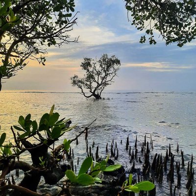pohon jomblo 
