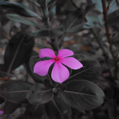 Another piece from my Garden 📸