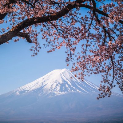 mount fuji with sakura