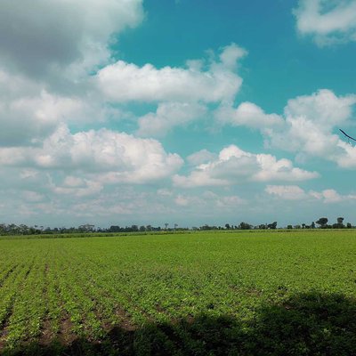pemandangan hamparan sawah
