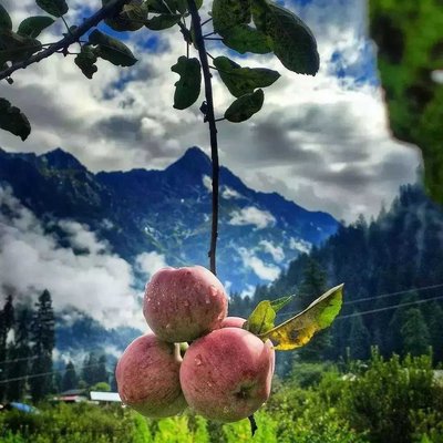 HIMACHALI APPLES
