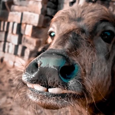 cow