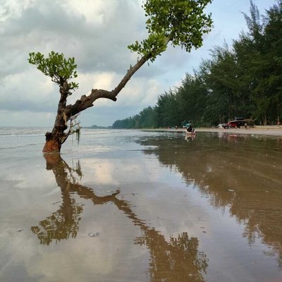 Pohon mangrove Pantai Ambalat