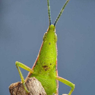 Grasshopper