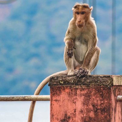 Rhesus Macaque