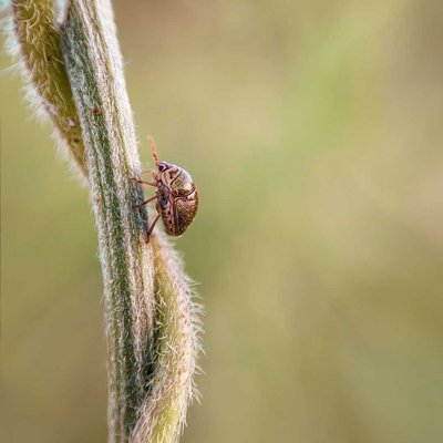 Megacopta Cribraria