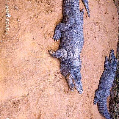 Crocodile Bank .🐊🐊🐊