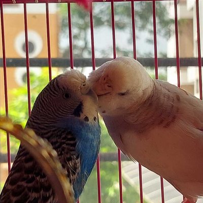 bird photography 