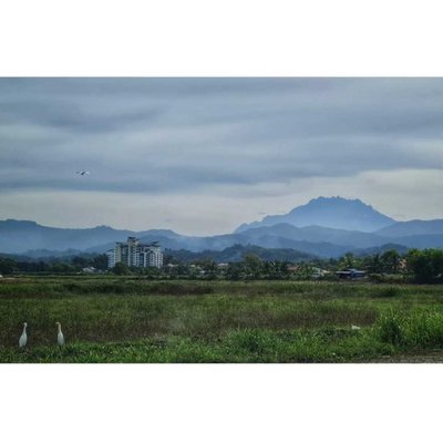 Penampang Padi Fields