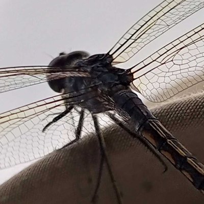 On my hat 