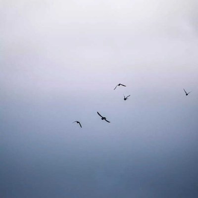 Aves de ciudad