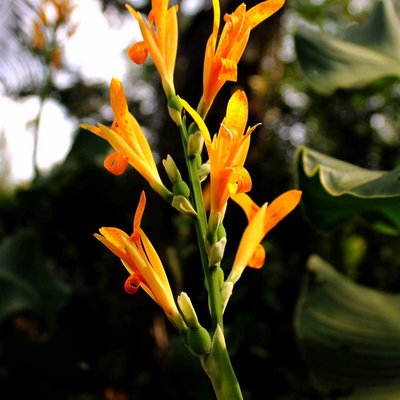tanaman ganyong