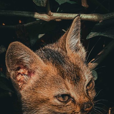 🐱😇