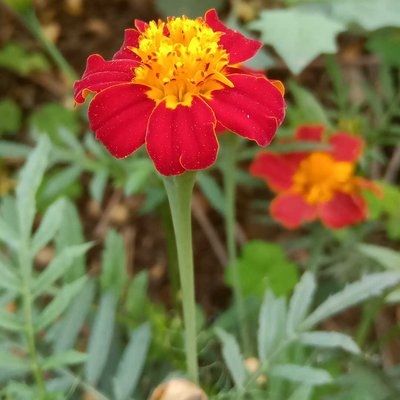 Tagetes erecta - Marigold🧡💛