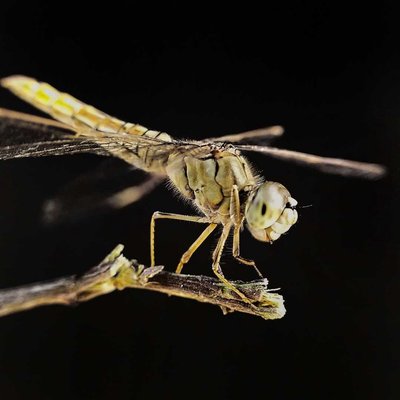 Dragonfly