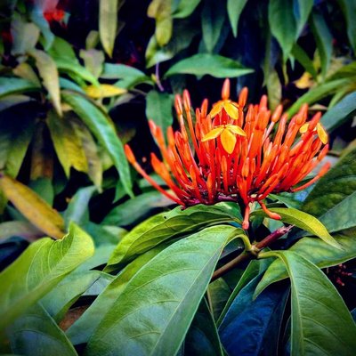 West Indian Jasmine 🏵️