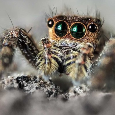 Spider Jumper 