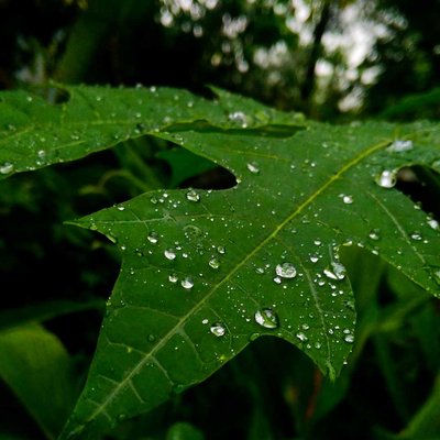 Droplets of grace · 