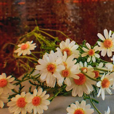 Daisy