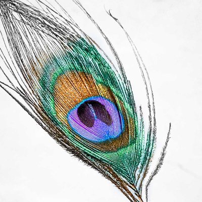 Peacock Feather photography 