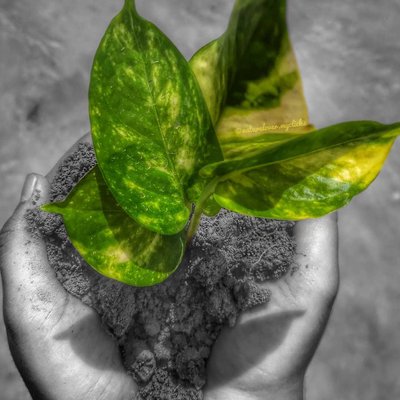 " On a Way to Plant Trees 🌱 to make Our Earth🌍 Green💚"