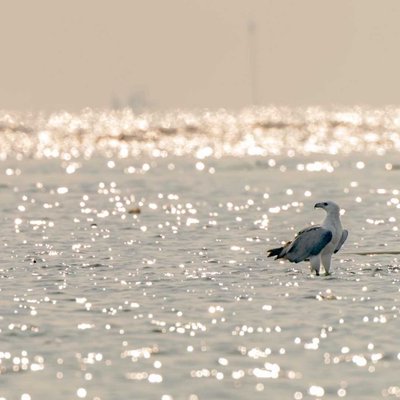 sea eagle
