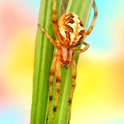 A weaver