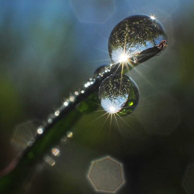 Nature Dew