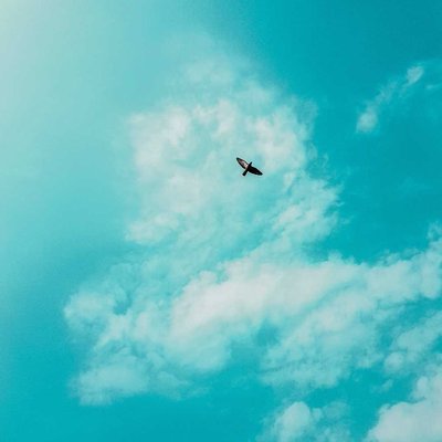 Bird At the Sky 