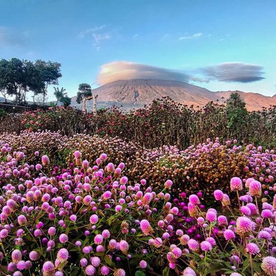 Taman bunga arum rinjani
