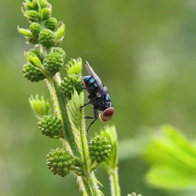Fly