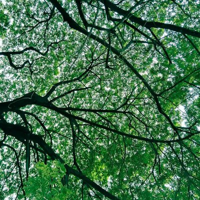 greeny