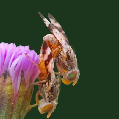 Tephritidae