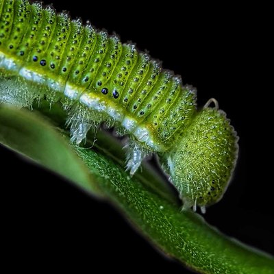 green 💚 caterpillar 🐛