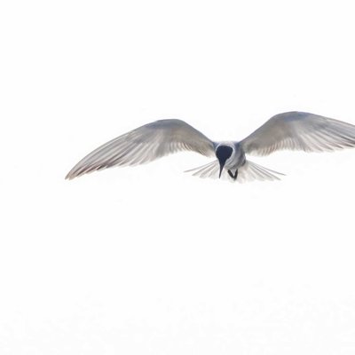 whisker red tern