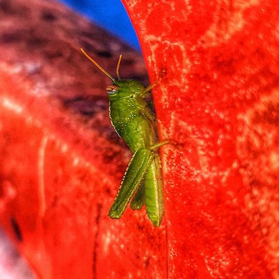 yavru çekirge 🦗