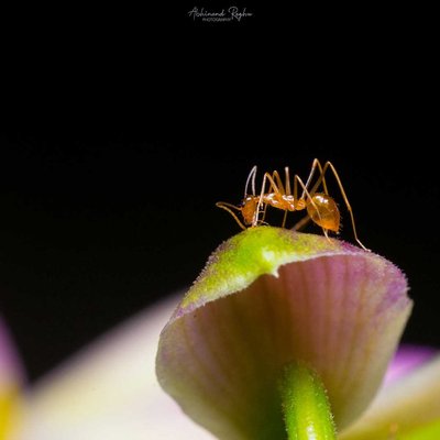 Ant 🐜