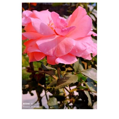 Rose_🌹