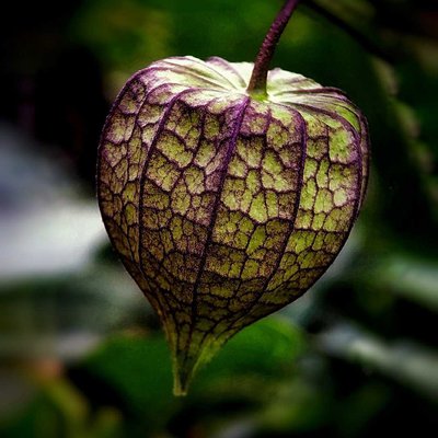 Native Gooseberry. 