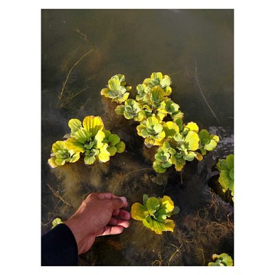 Abundance Of WaterLettuce