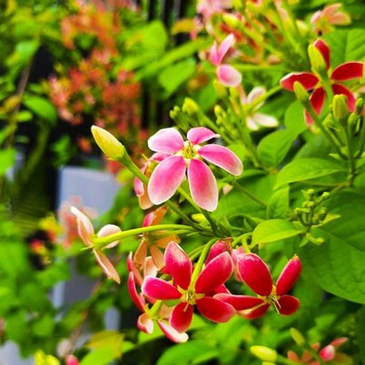 Flowers photography 