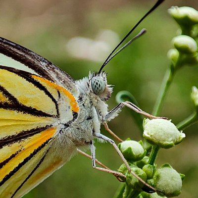 Belenois aurota